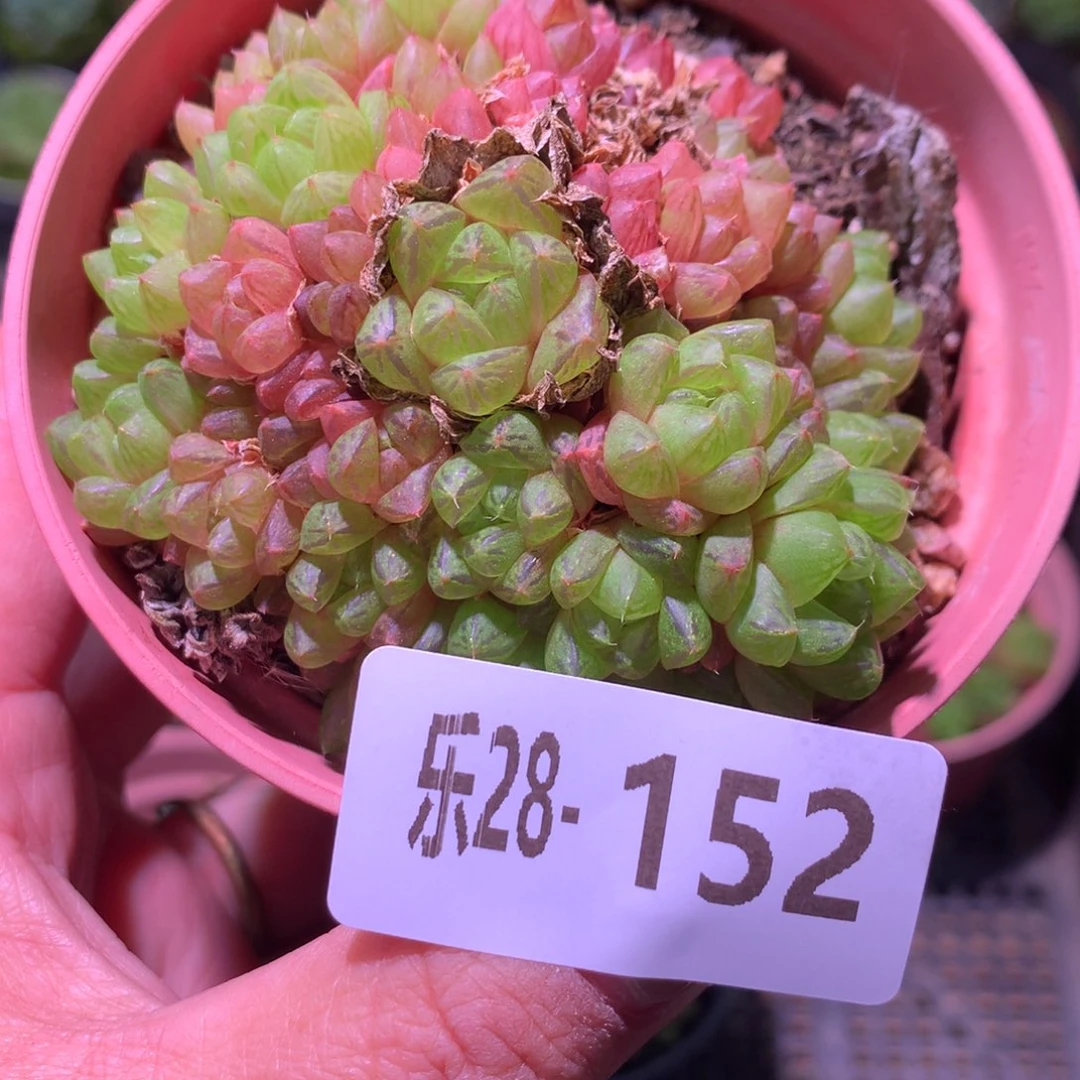 乐然28-152 草玉露