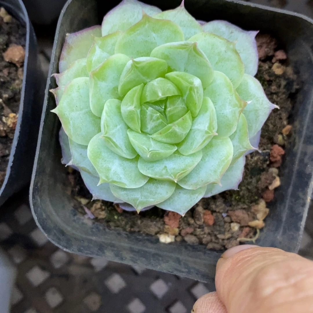 精品多肉一物一拍不包整3