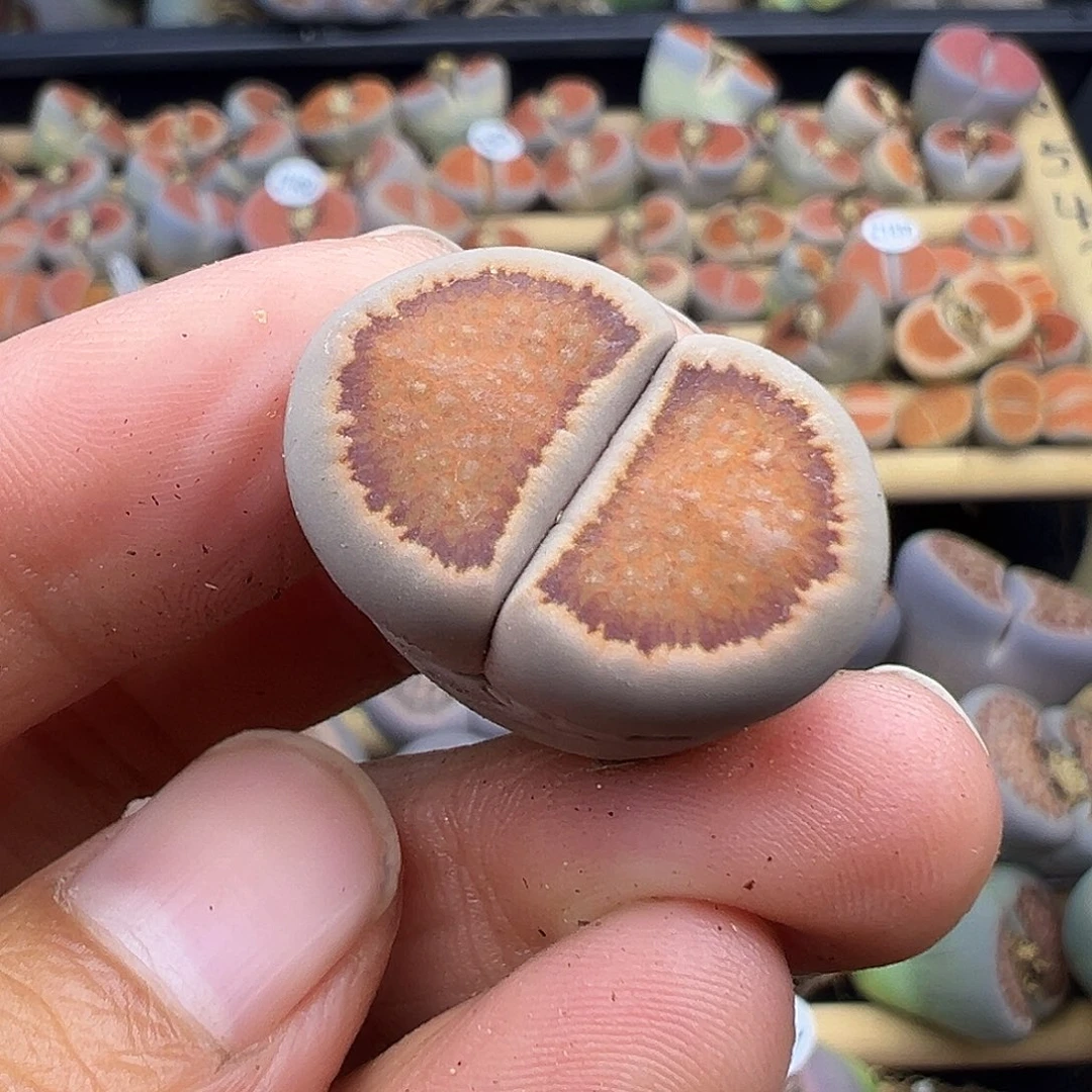 1483美菊菊超级福利