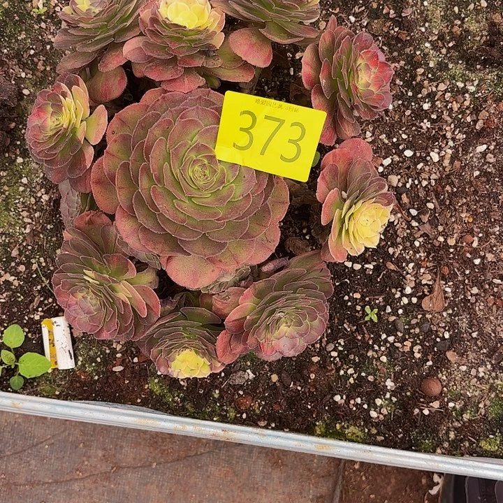多肉植物福利373个