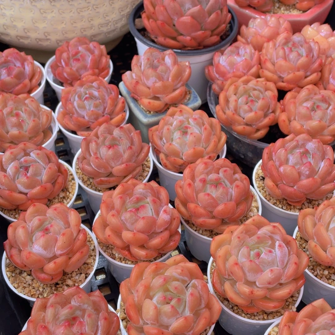 量拍66号 果冻韩版仙女橙单头5个