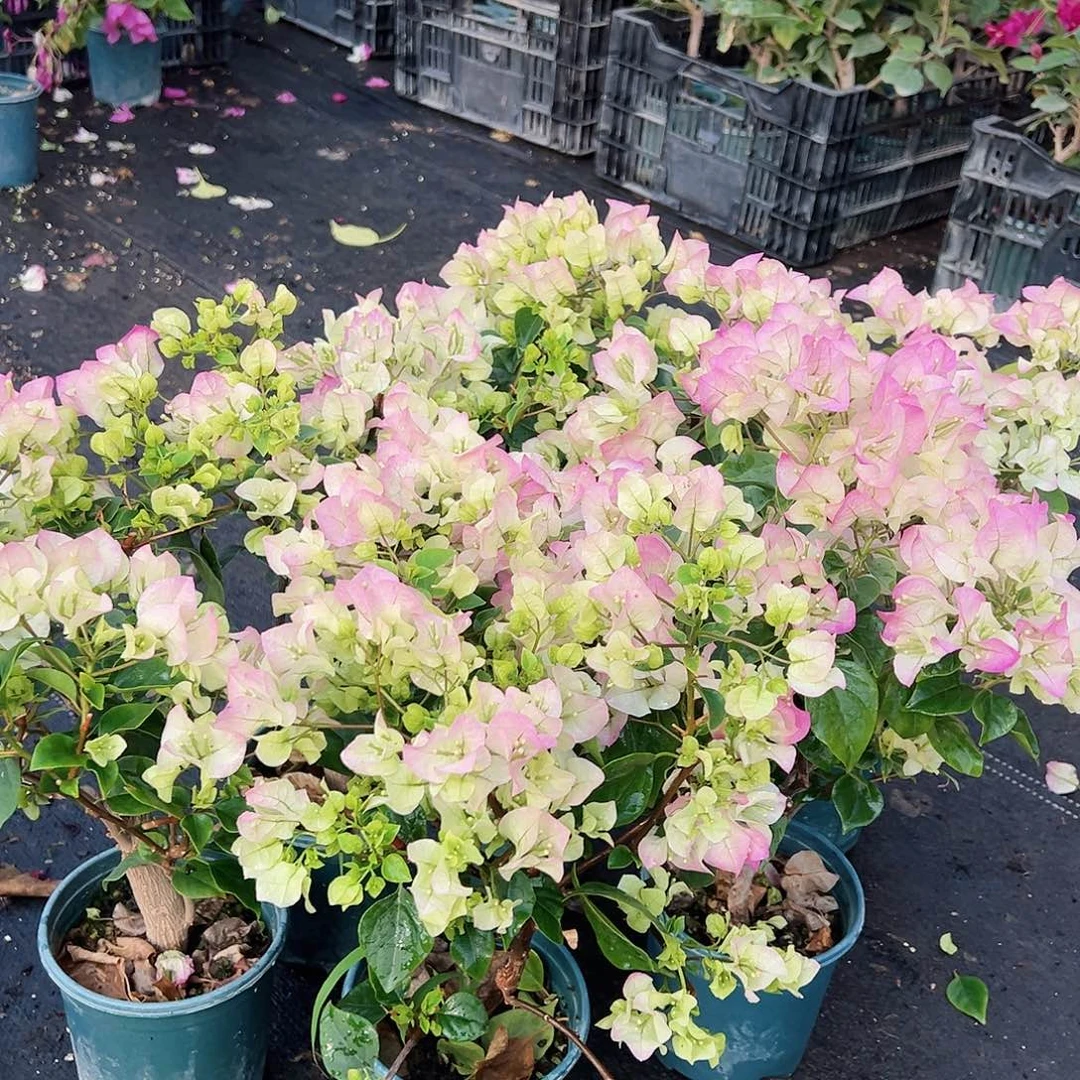 大部分花苞少量开放绿樱掌中宝一棵