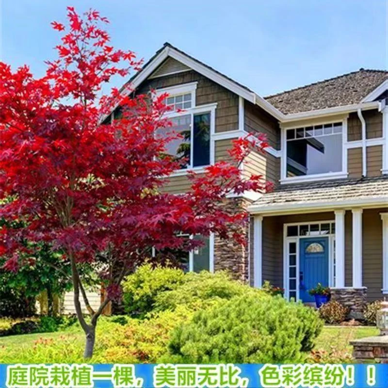 原生红枫树红舞姬耐热耐寒适合室内外庭院绿化工程苗木