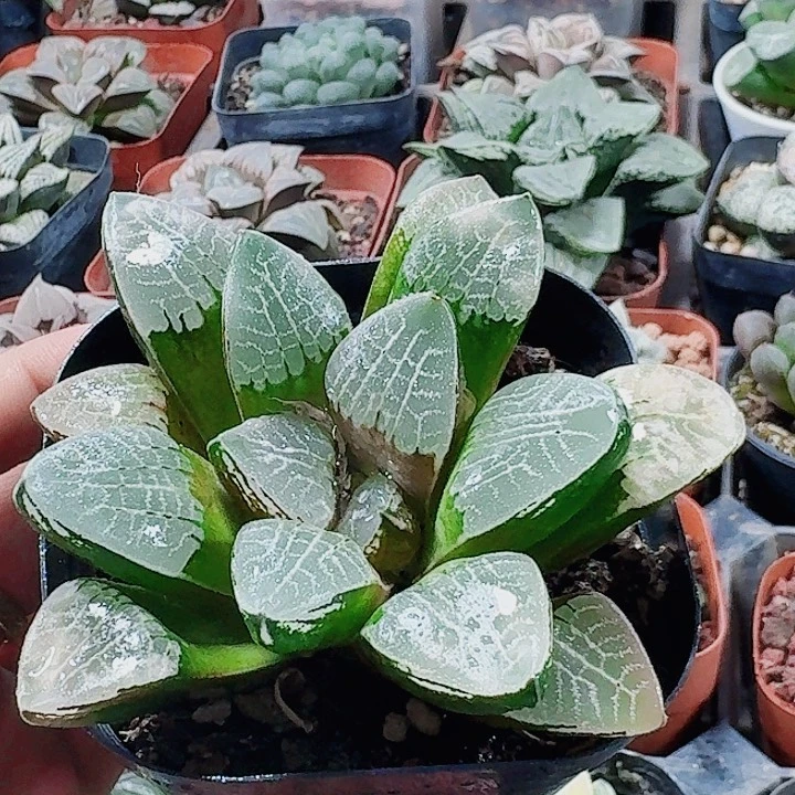 无花朵十二卷 实生克福利