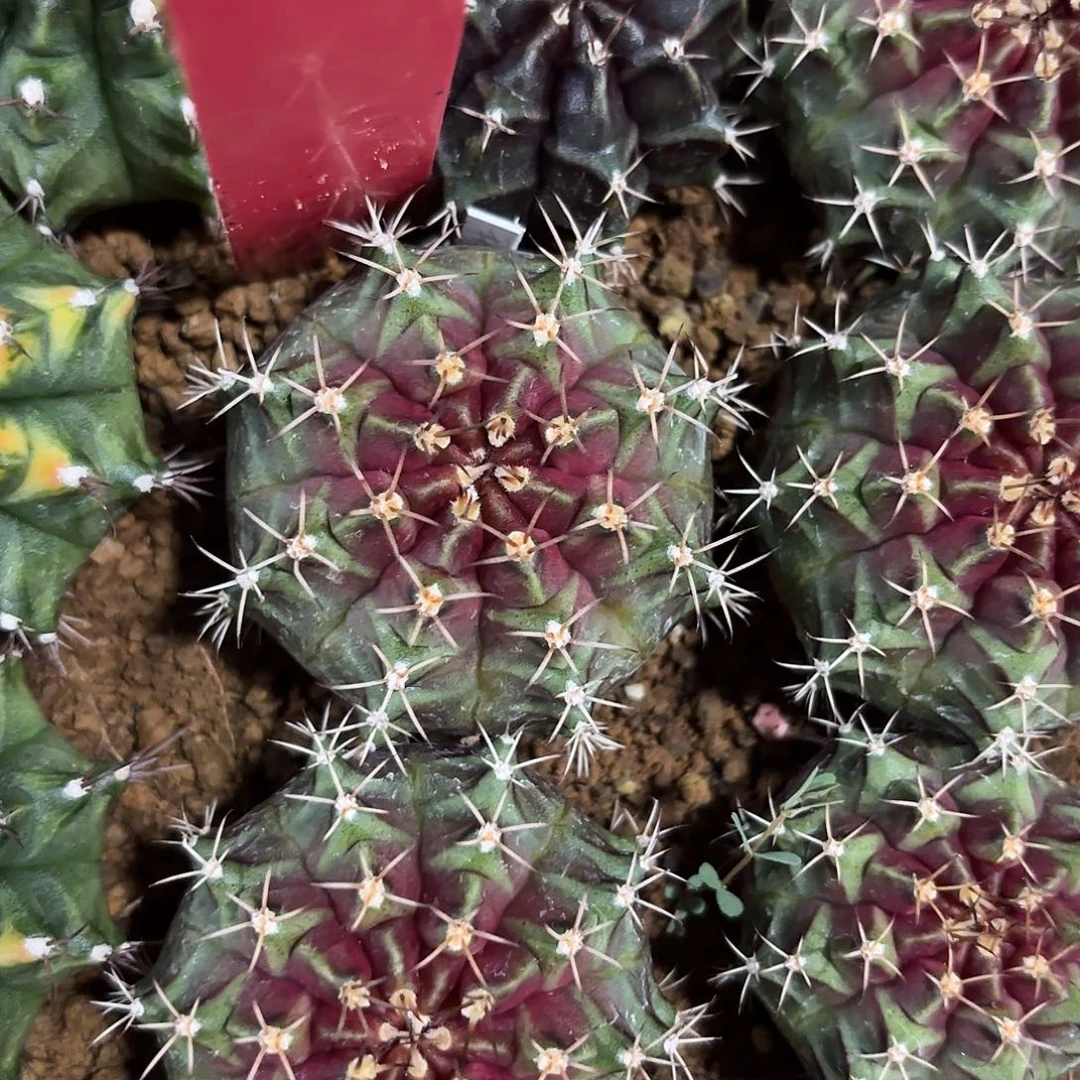 266-1110泰国发货多肉