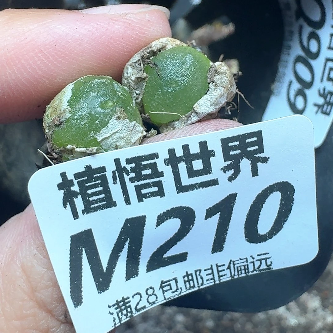 多肉植物的润泽地f