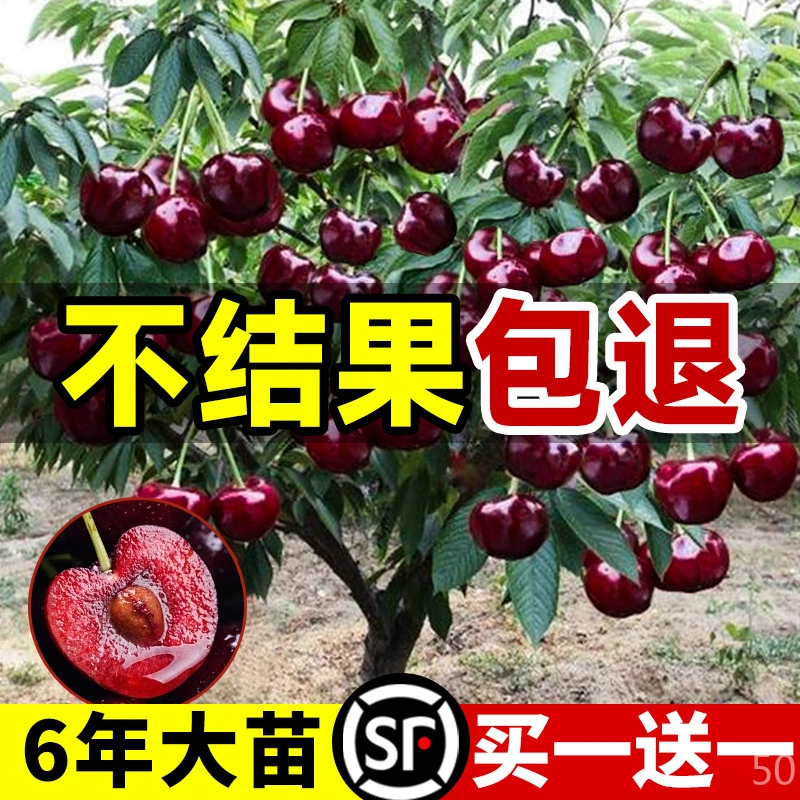 车厘子树苗樱桃树苖南方北方种植水果盆栽矮化嫁接正宗大樱桃树苗