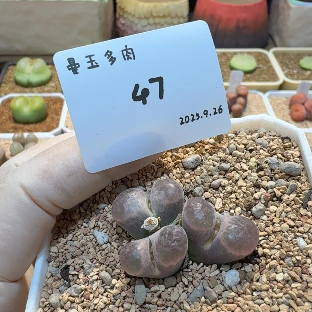 小***宝多肉多肉多肉9.26-047