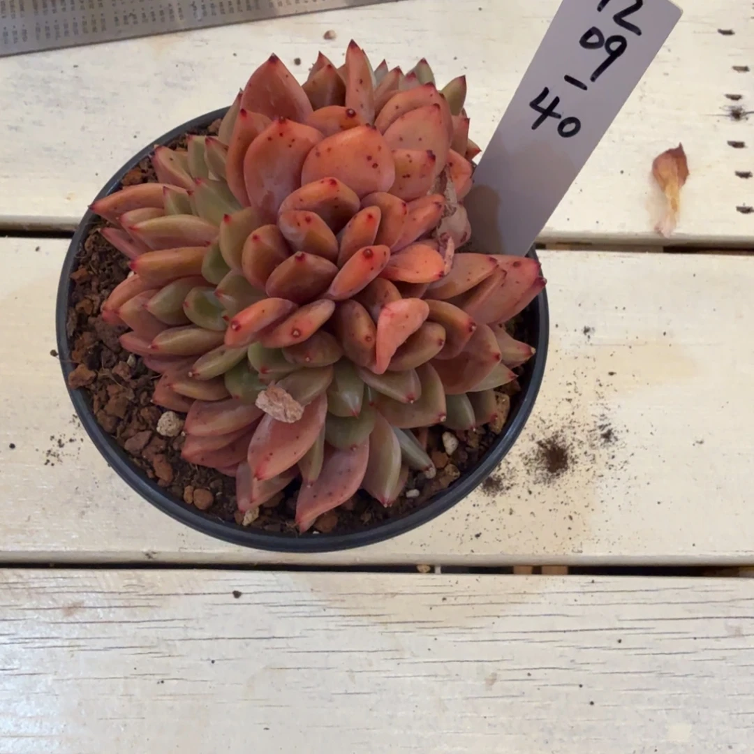 动***波1209-40Q橙朵朵缀