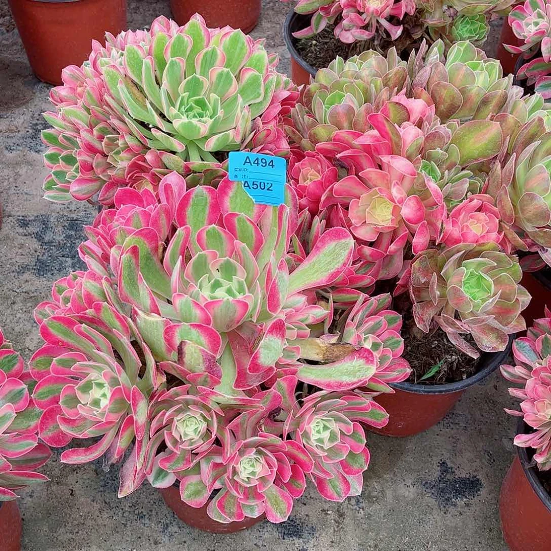 用****6多肉植物组合七彩石494