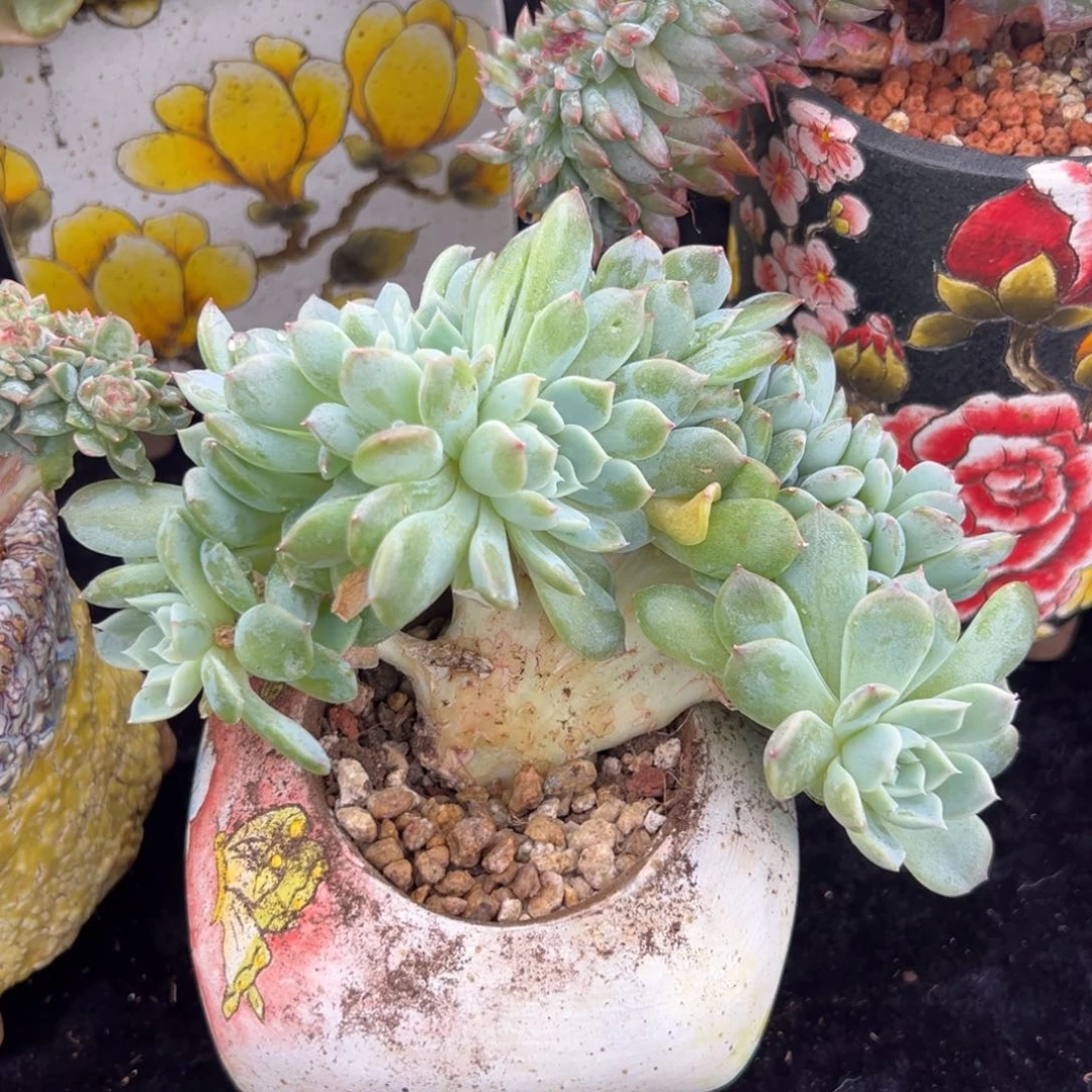 ?*乐新年快乐 新年快乐 新年快乐