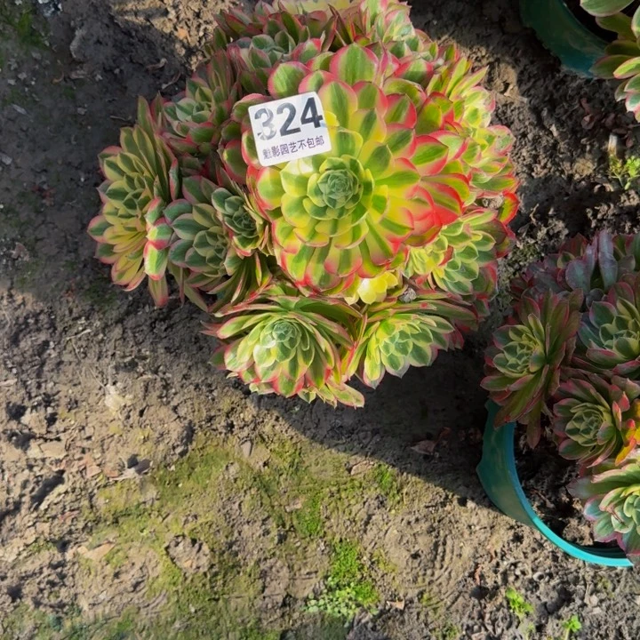 海王花27-12包邮花花