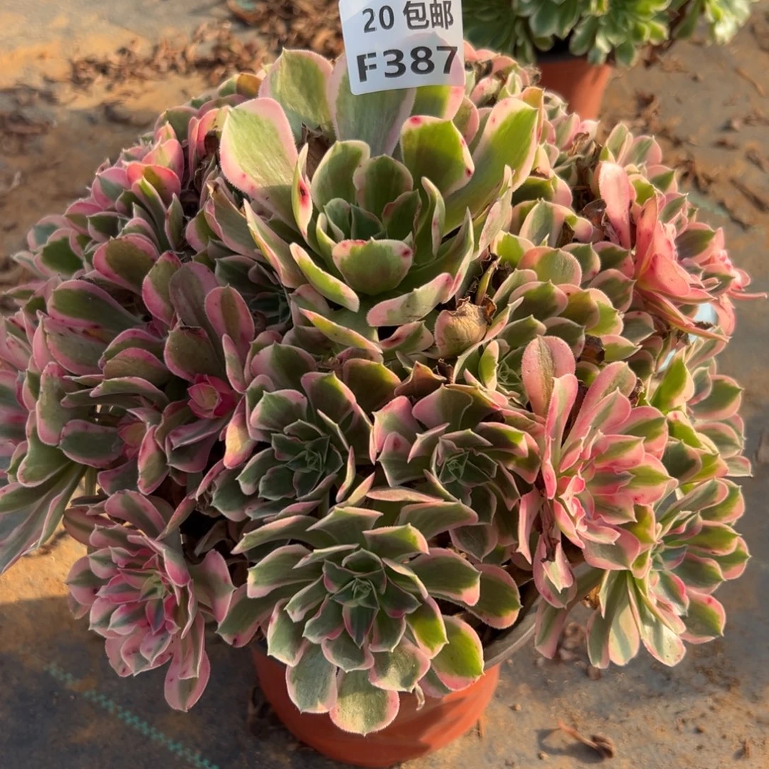 387男神，多肉法师