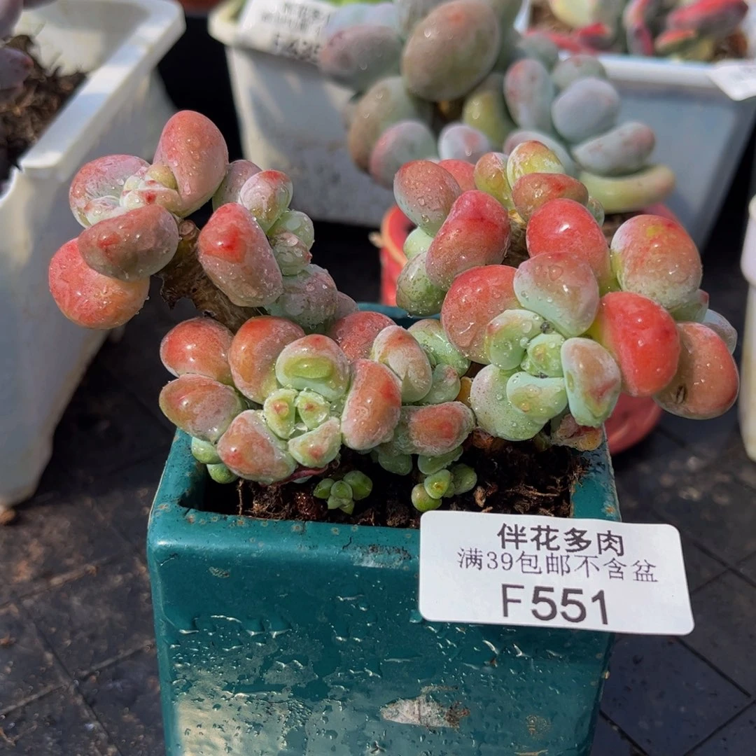 551-红腰子洛神多肉8cm