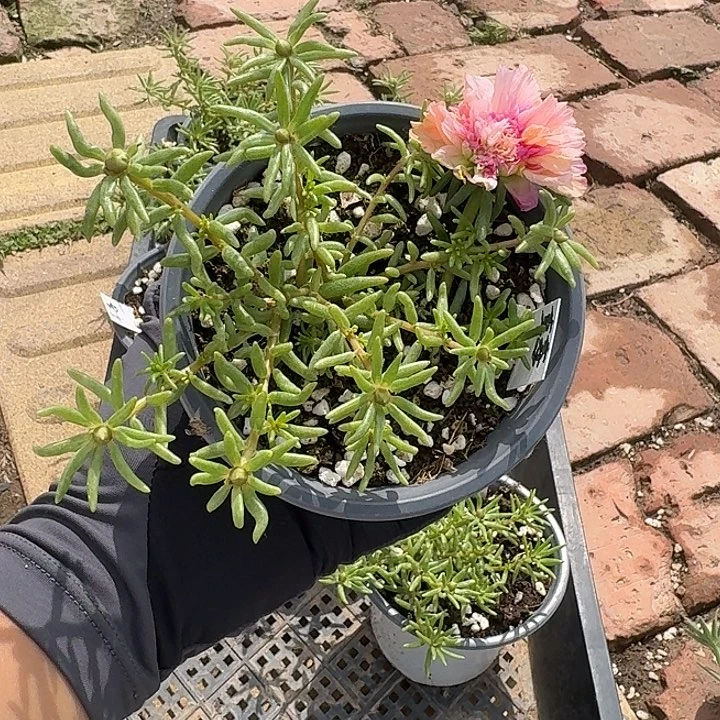 量拍草莓甜心超小苗花色会变盆口11cm