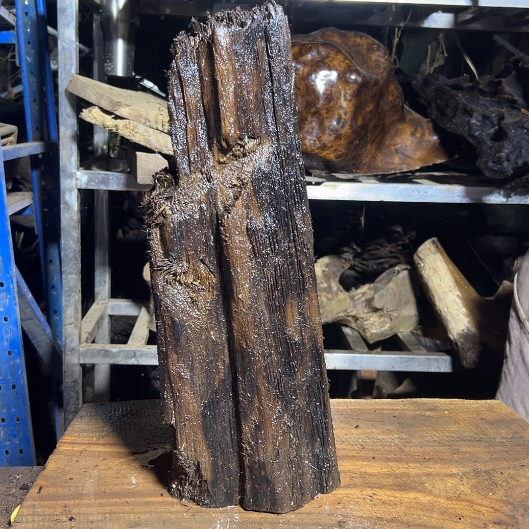 禾***号金丝楠11111111111111