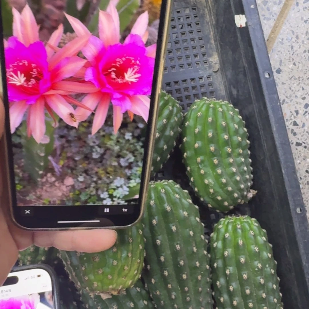 318金妞蓉蓉歪无根侧牙4公分左右，20包邮