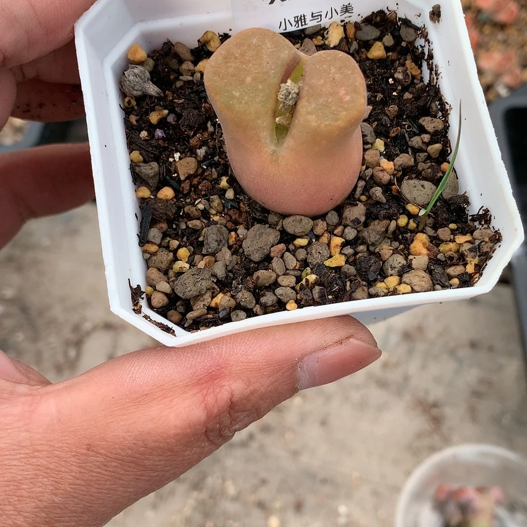 X203多肉植物保护研究所
