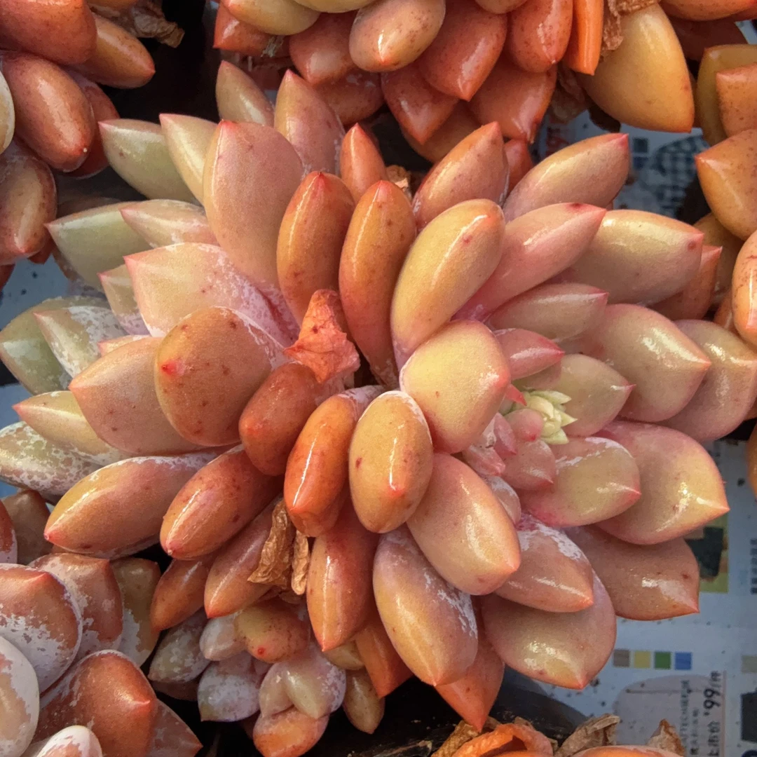 80#M号双头糖果天使（8-11cm）脱土