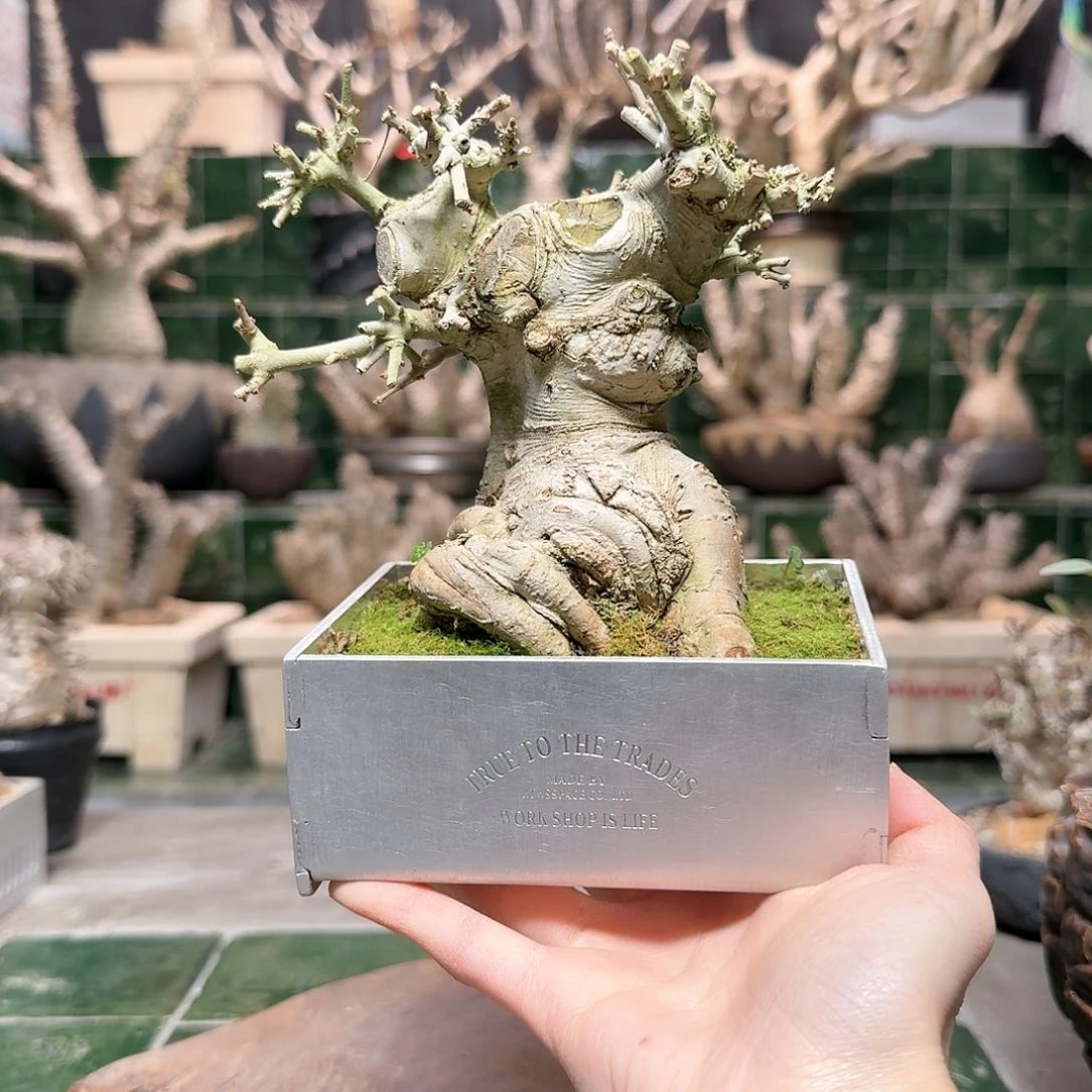 红陶矮霸型盆景白蜡 一物一拍