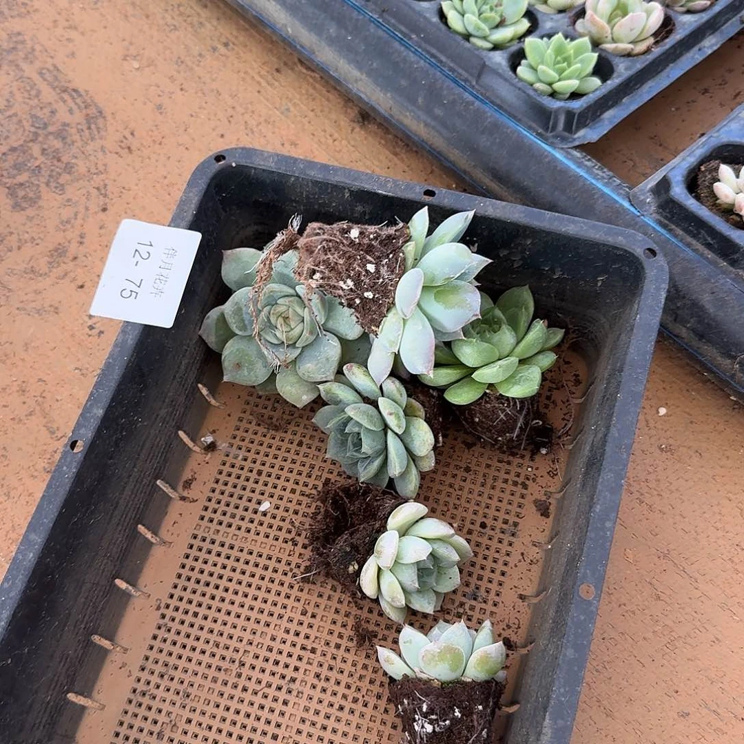 12-75生病附近珍妮十棵量拍