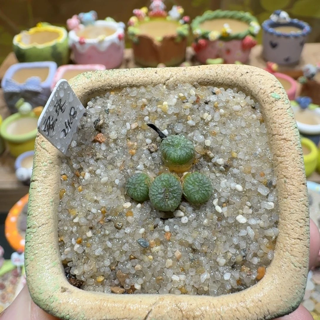 蘑菇1165蜜枣铜壶多肉植物