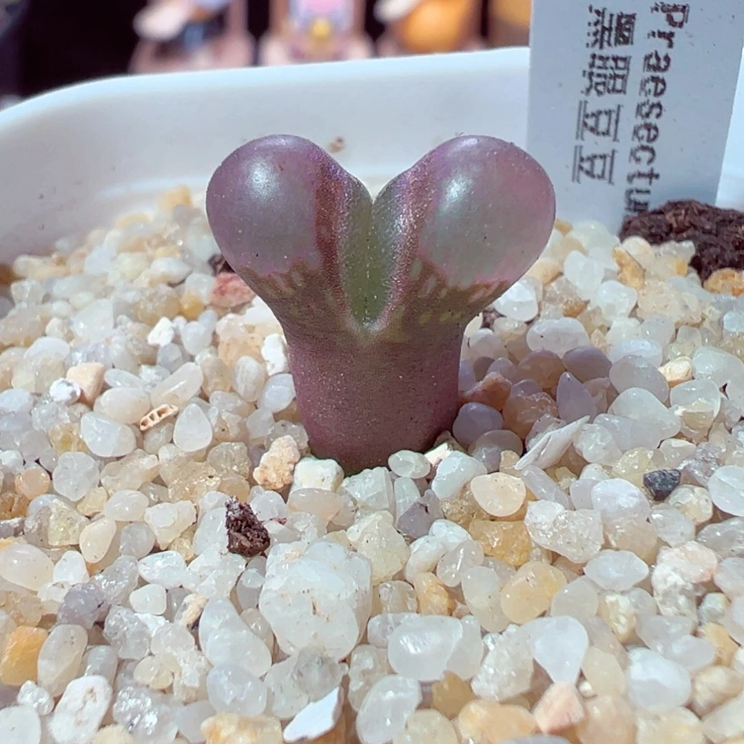 1104-349多肉多肉黑眼豆豆