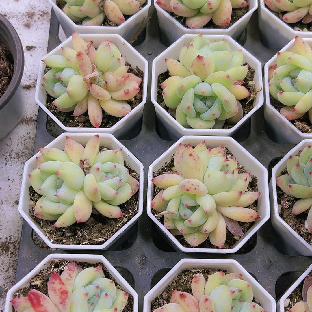 白拉糖19包邮多肉