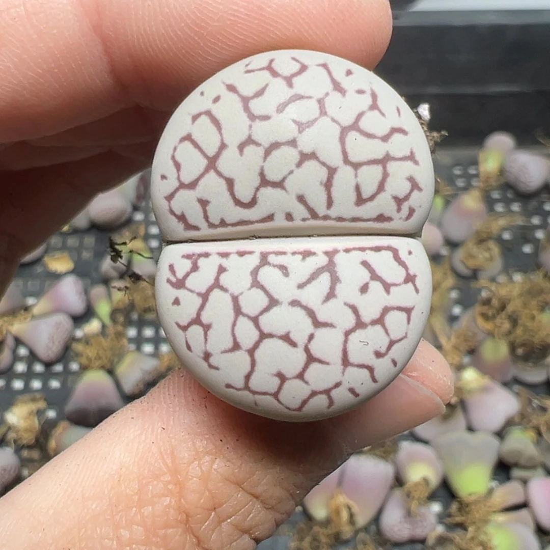 【闪购商品】433……
