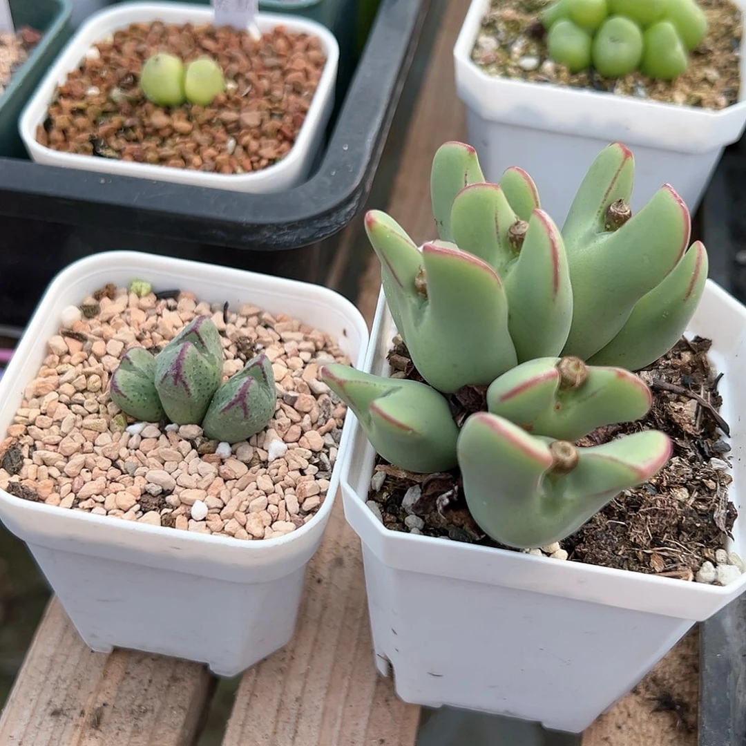 S***.多肉肉锥 专拍