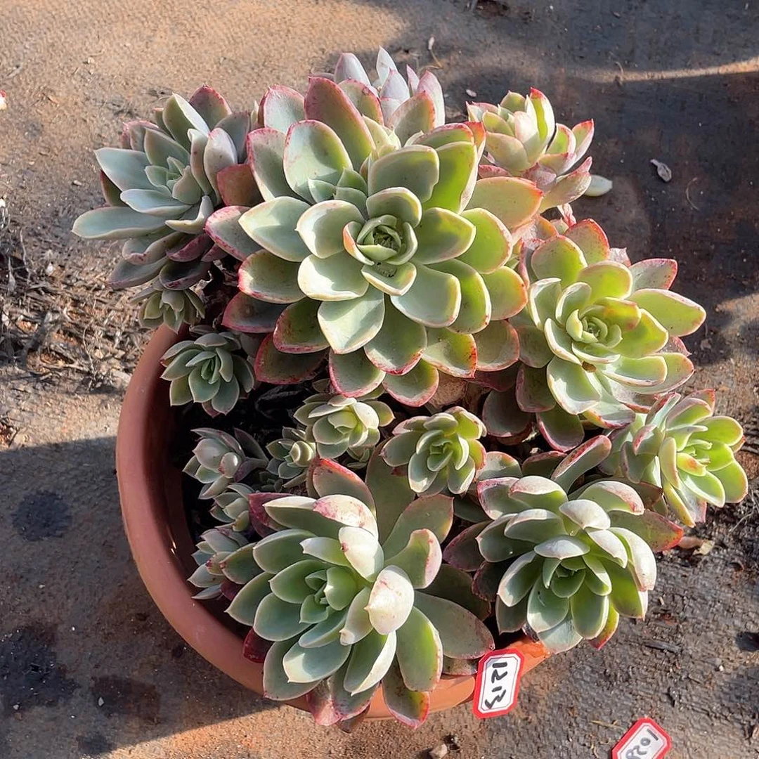 1213丝绸 一物一拍多肉