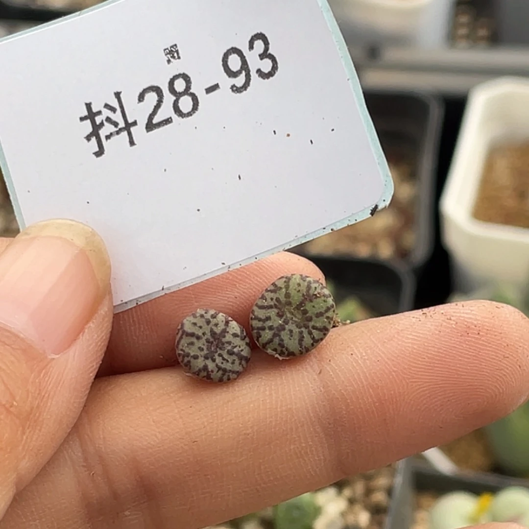 姬***君28-93肉锥多肉植物