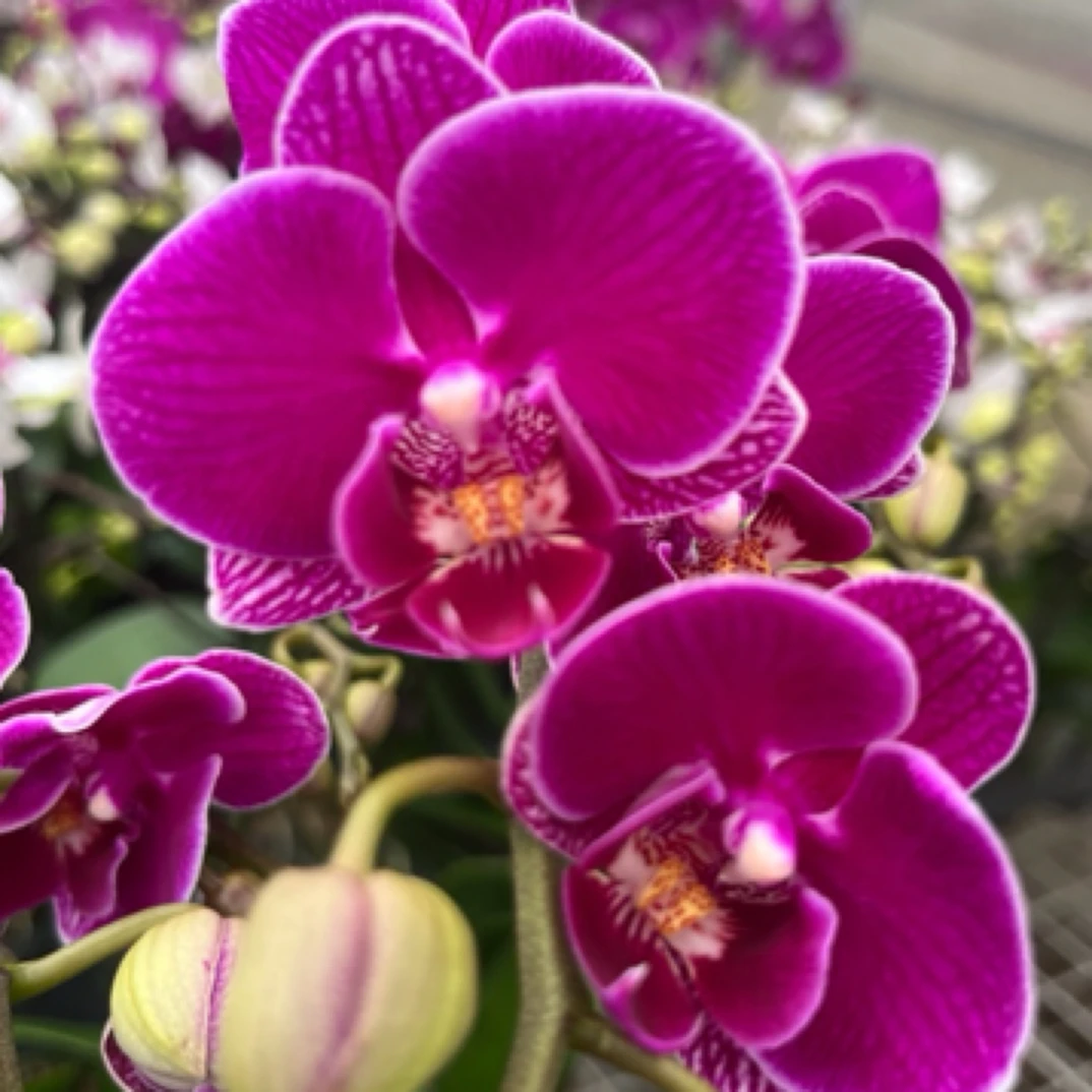 蝴蝶兰 红酒3.0寸带花带花苞