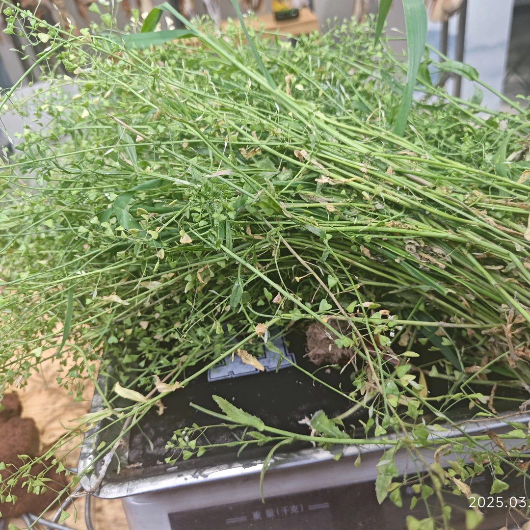 地米菜西米菜湖北农家三月三煮蛋