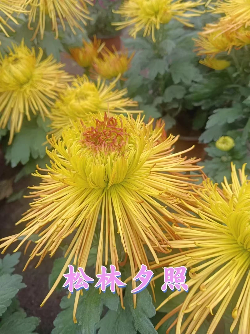 【松林夕照】九月大菊菊花苗耐寒耐热好养护大朵可室内阳台盆栽地栽