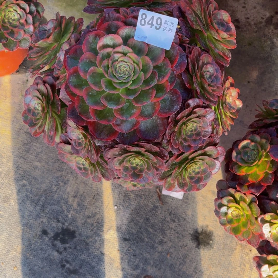 新*多肉火狐00000849