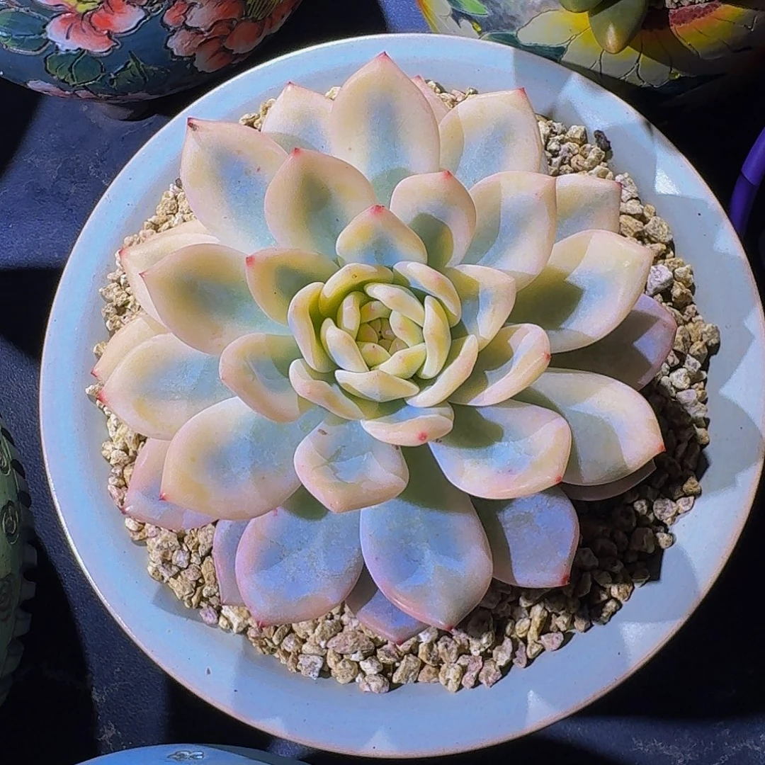 橙梦露 宽锦  一物一拍