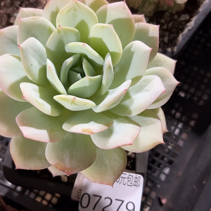 幸运的是我还没遇到 幸运