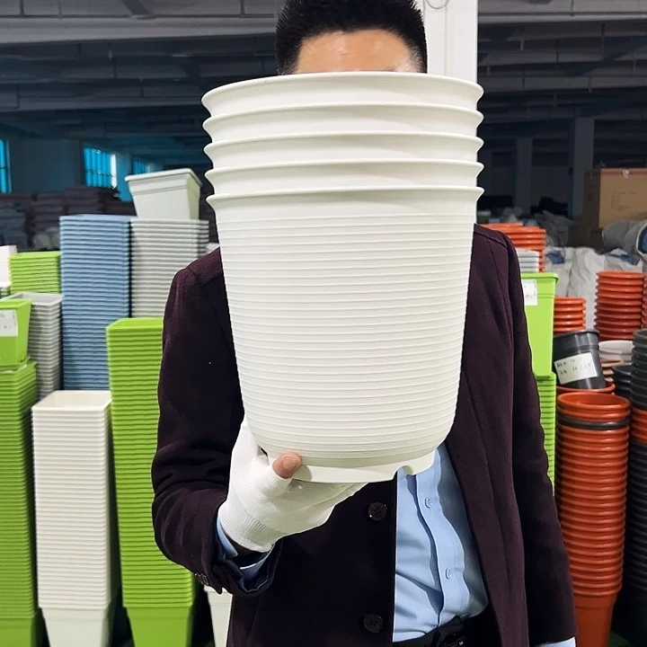 正品高陶口24高24白色5只无托