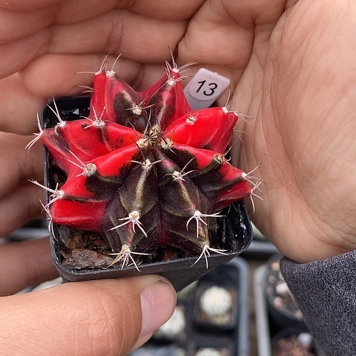 仙人球满28包邮盆5公分米哈锦