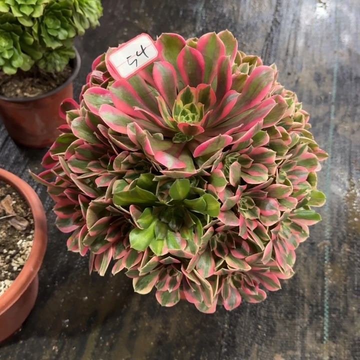 54号女妖法师植物