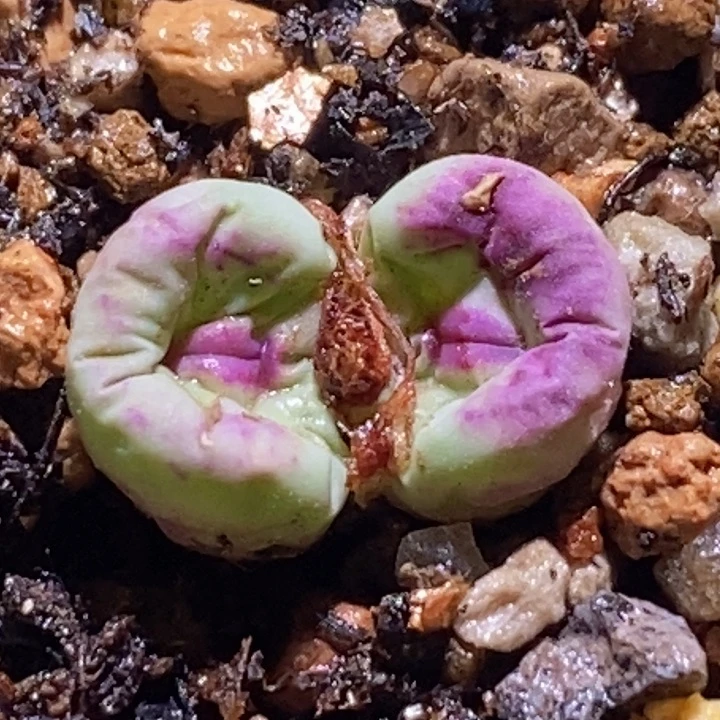 开播福利一颗双头贝特分