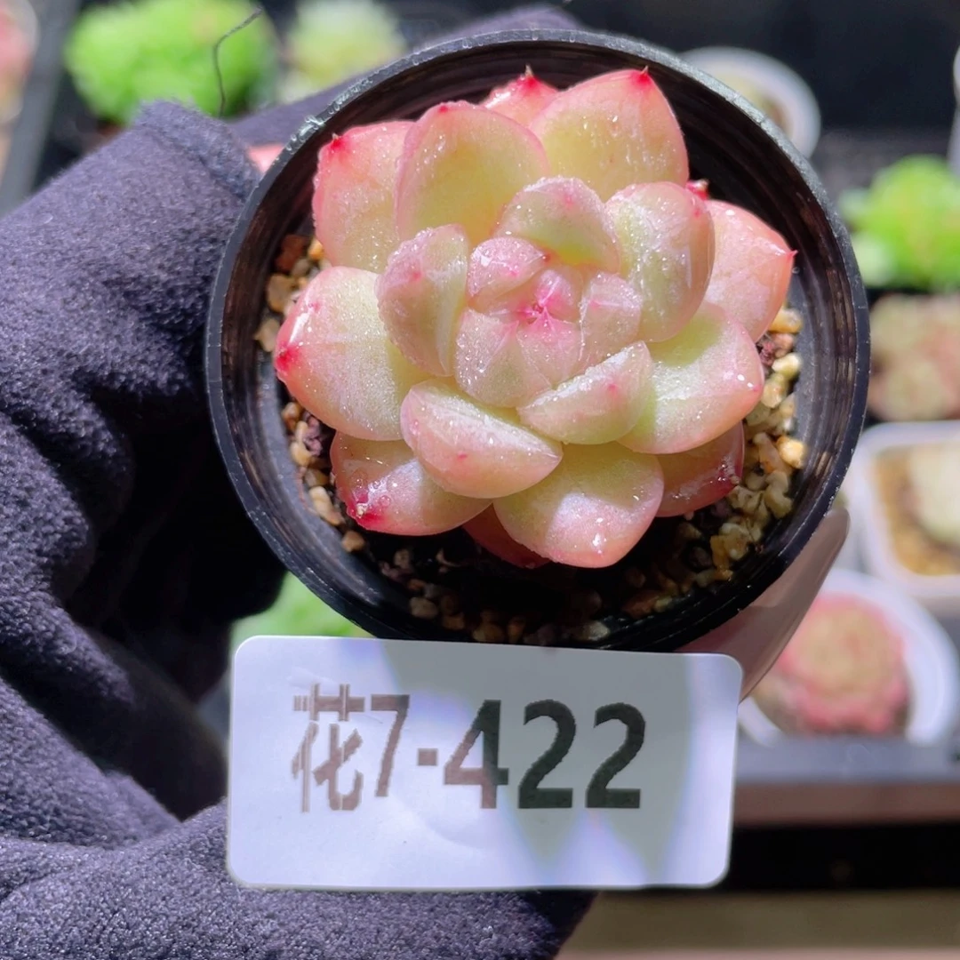 花利美7-422新品单头