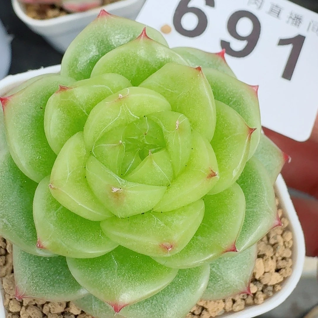 杜若珍妮            精美多肉植物