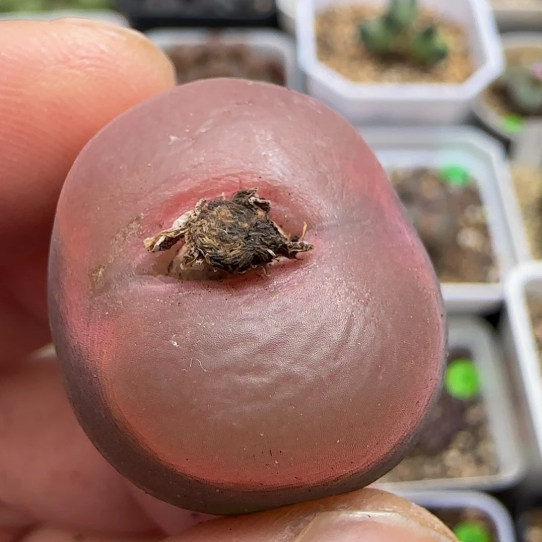 漂漂亮亮多肉植物13