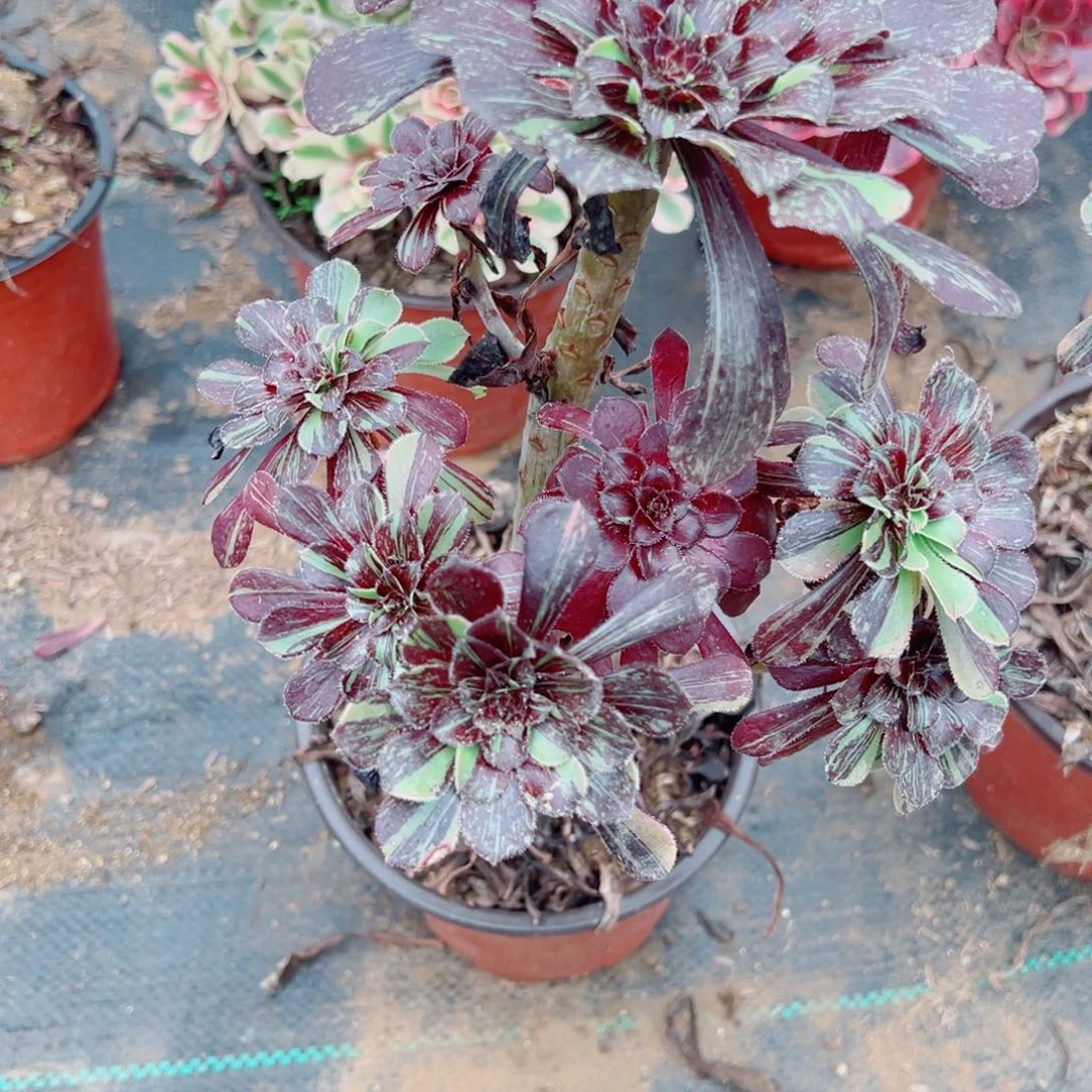 681水墨丹青多肉植物法师