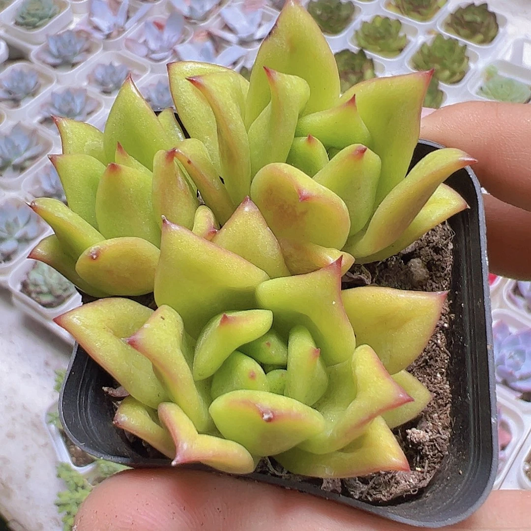 蔷薇玛利亚群19包邮