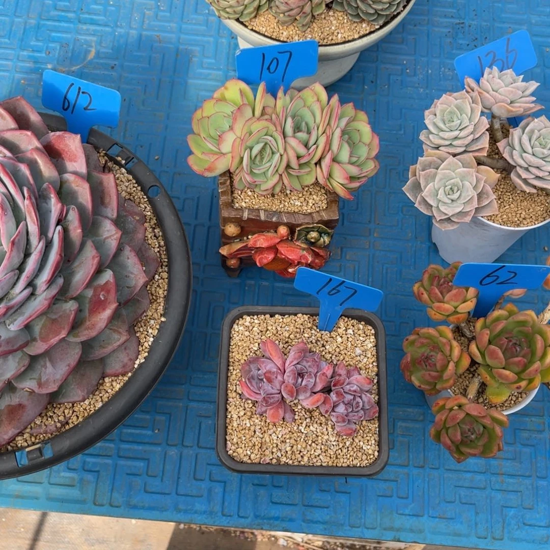 文*167石榴籽多肉植物