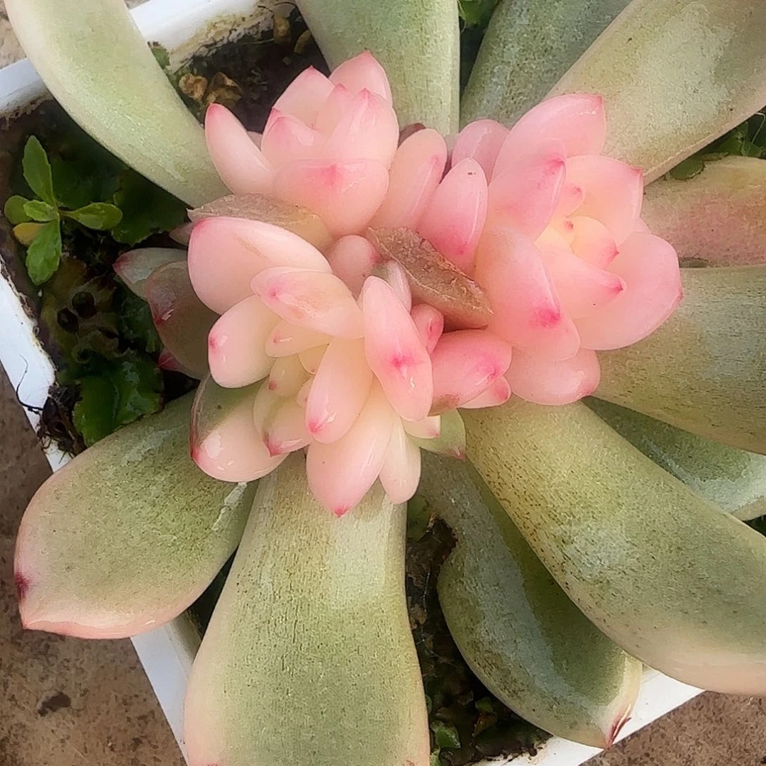 岁***?岁月静好 多肉植物