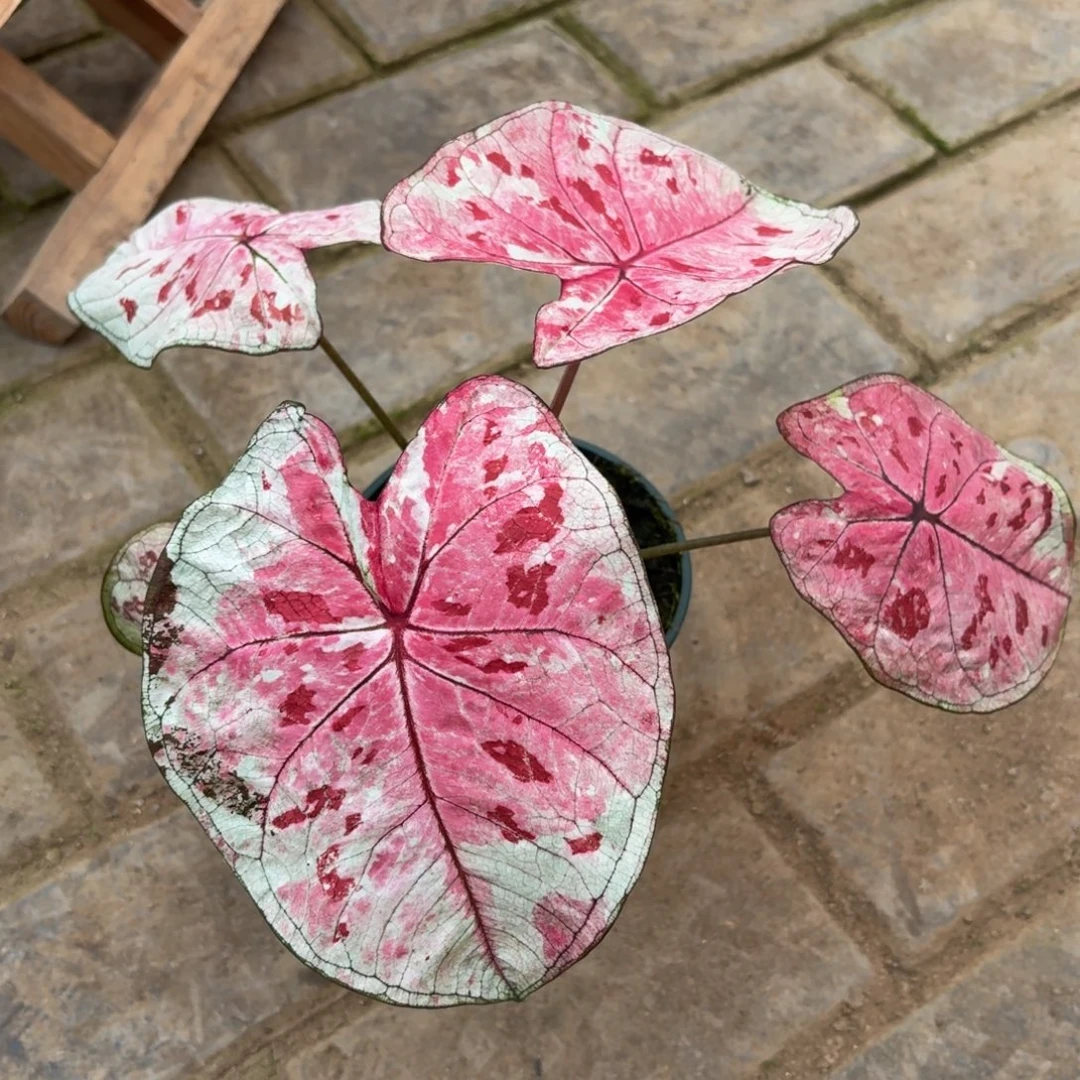 D***t泰版草莓心33-1126